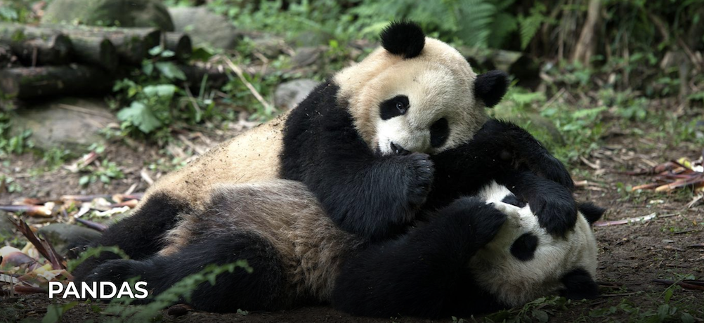 Two pandas play